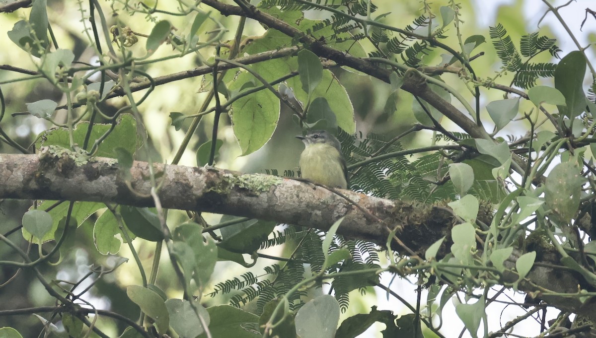 Ecuadorian Tyrannulet - ML621667418