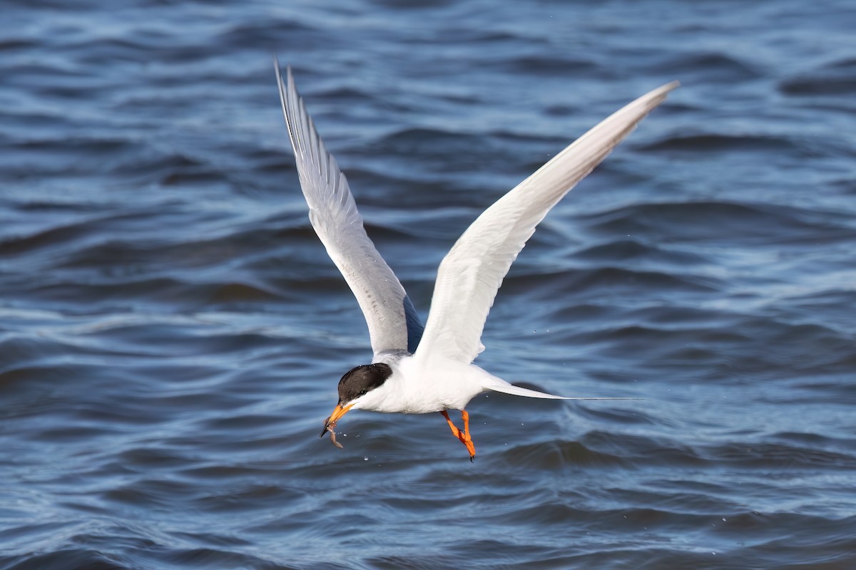 Forster's Tern - Kalpesh Krishna