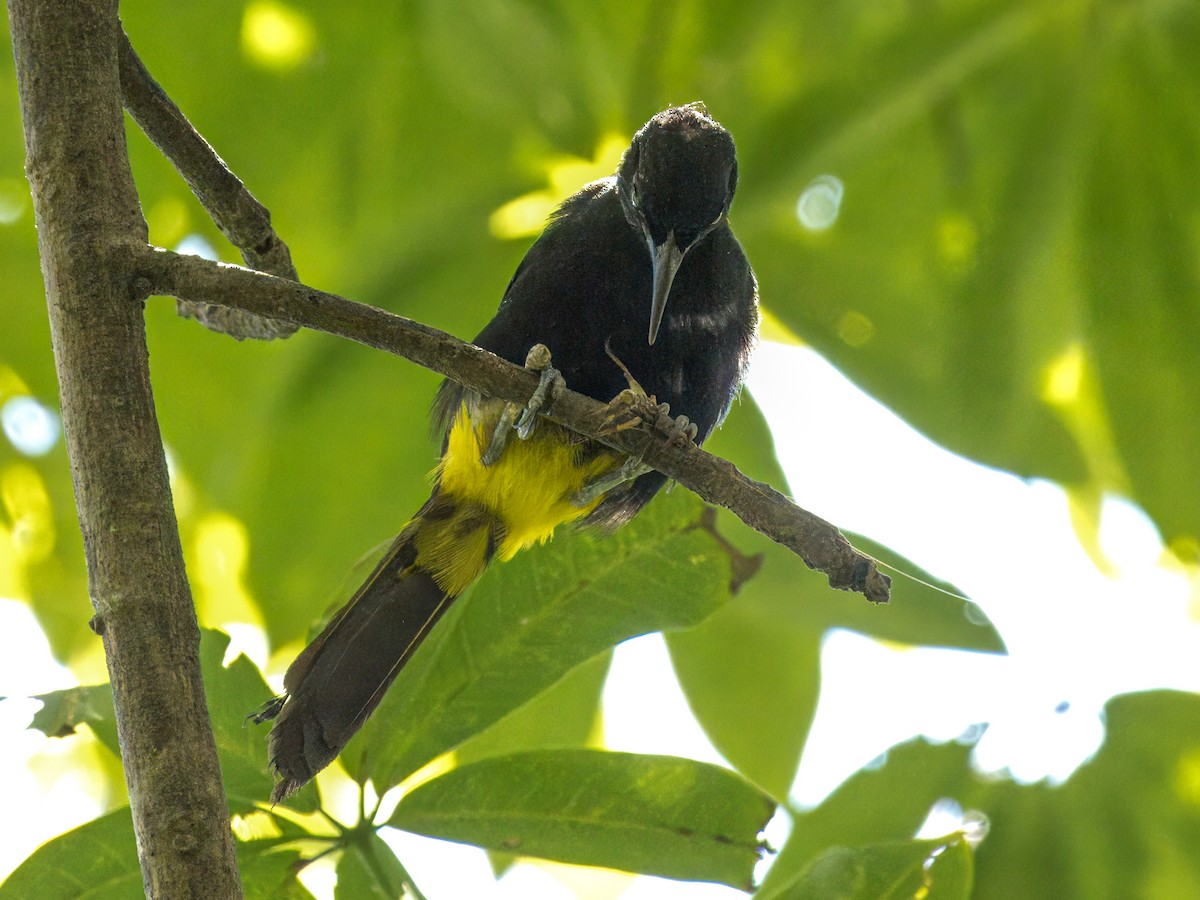 Turpial Puertorriqueño - ML621667485