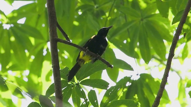 Puerto Rican Oriole - ML621667487