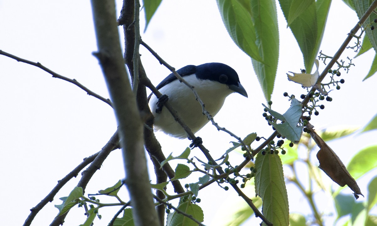 Madagascar Blue Vanga - ML621667557