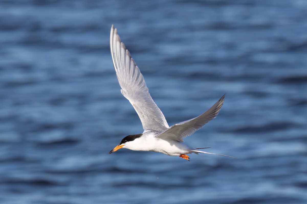 Forster's Tern - Kalpesh Krishna