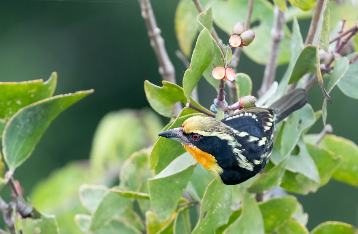 Gilded Barbet - ML621667692