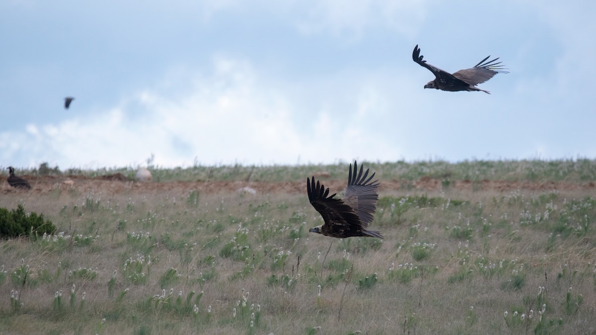 Cinereous Vulture - ML621667693