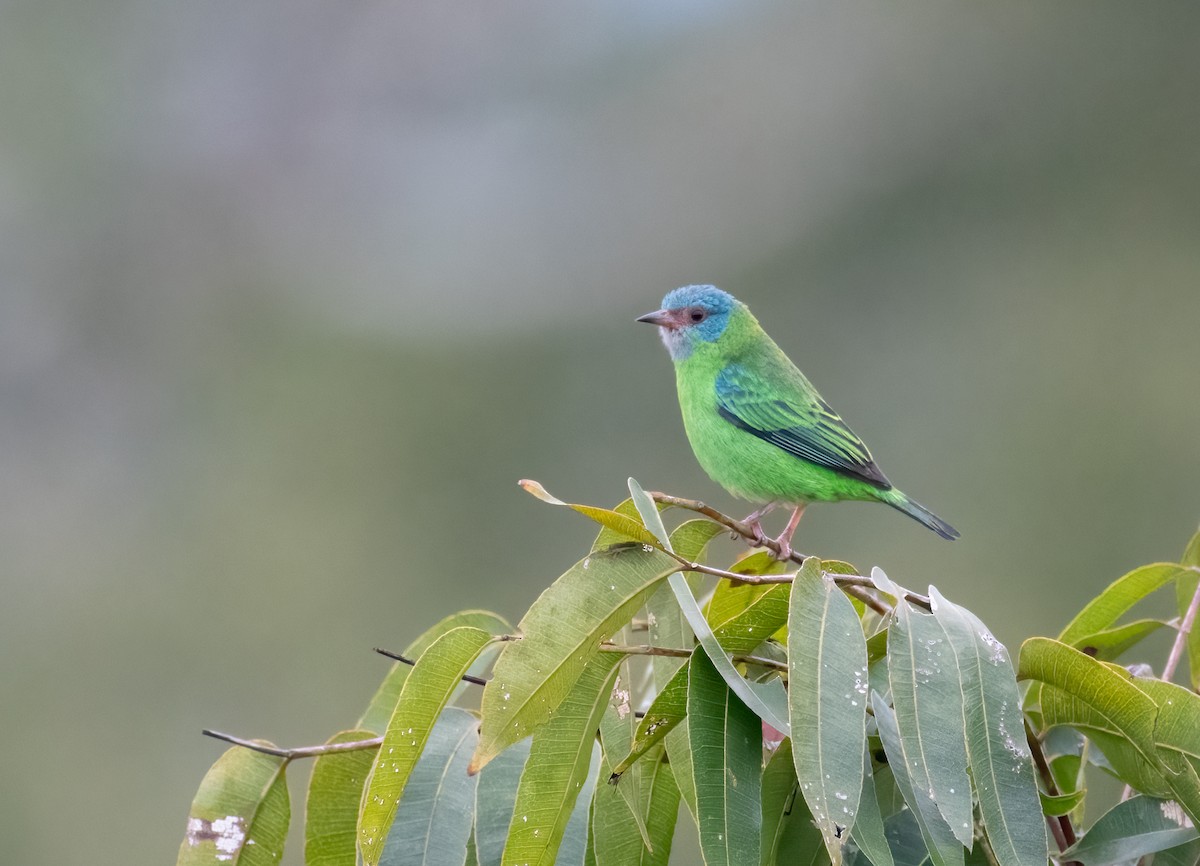 Blue Dacnis - ML621667701