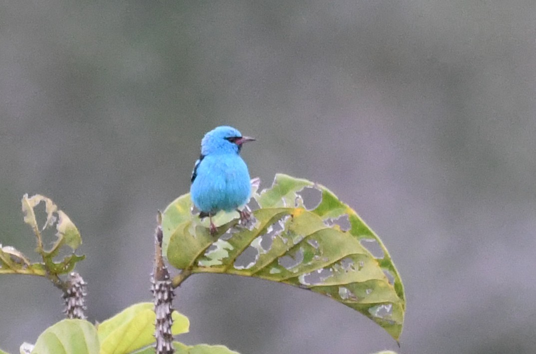 Blue Dacnis - ML621667703