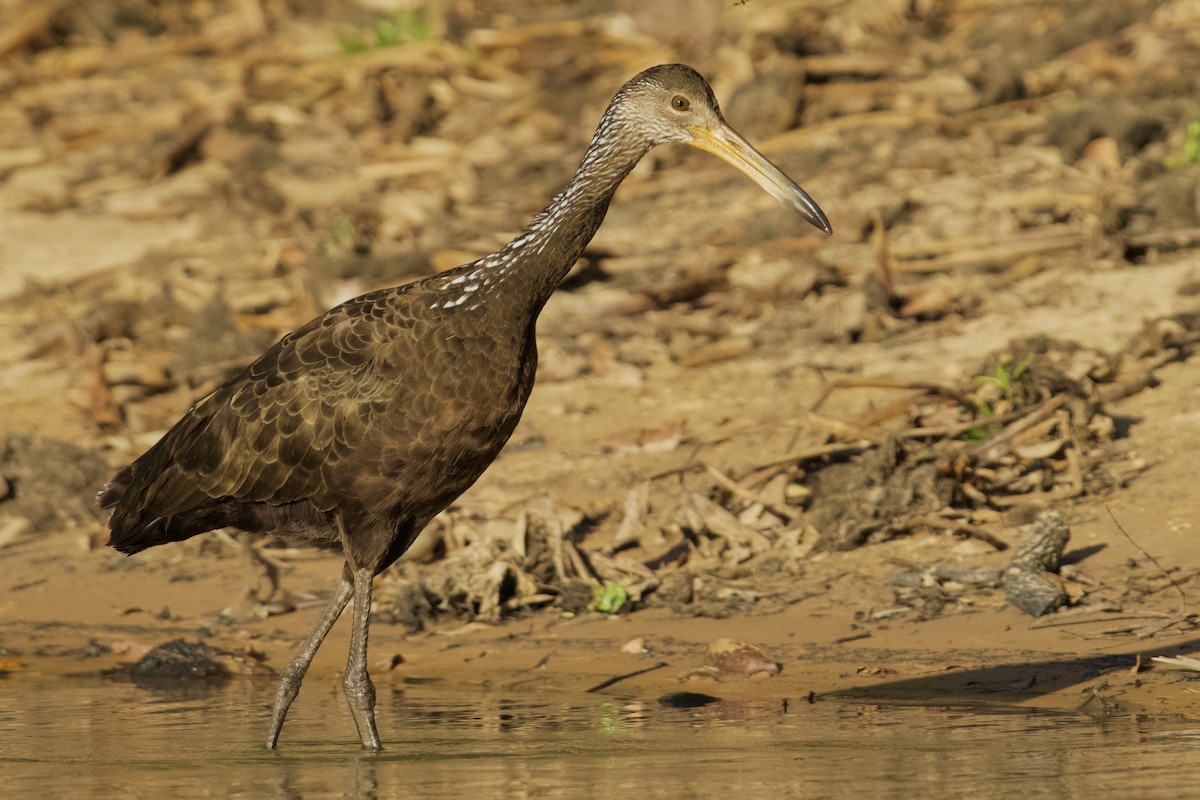 Limpkin (Brown-backed) - ML621667751