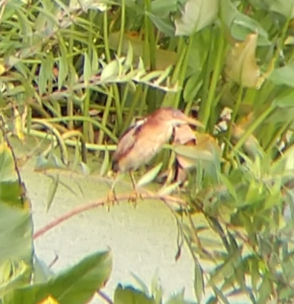 Least Bittern - ML621667874