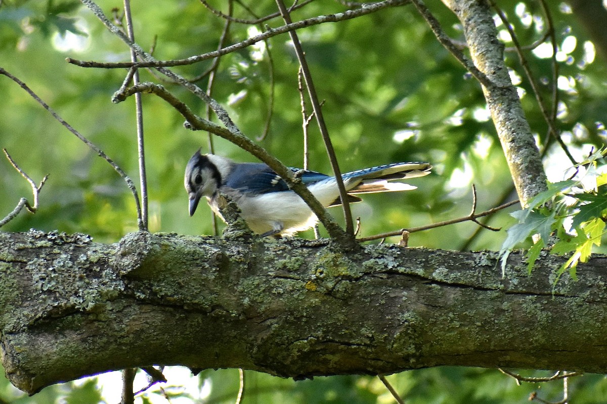 Blue Jay - ML621667880