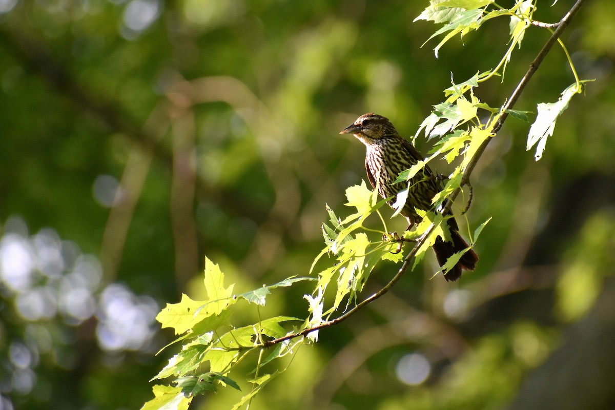 Red-winged Blackbird - ML621667888