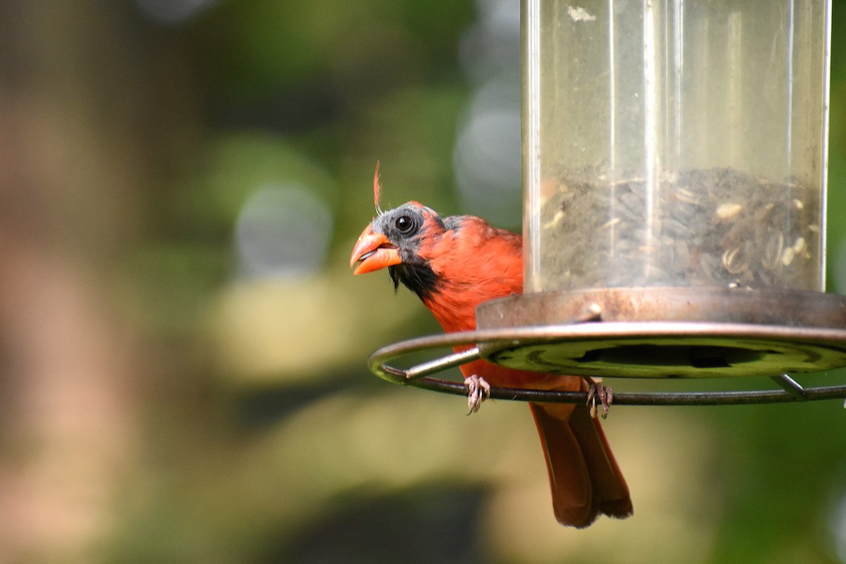 Northern Cardinal - ML621667908