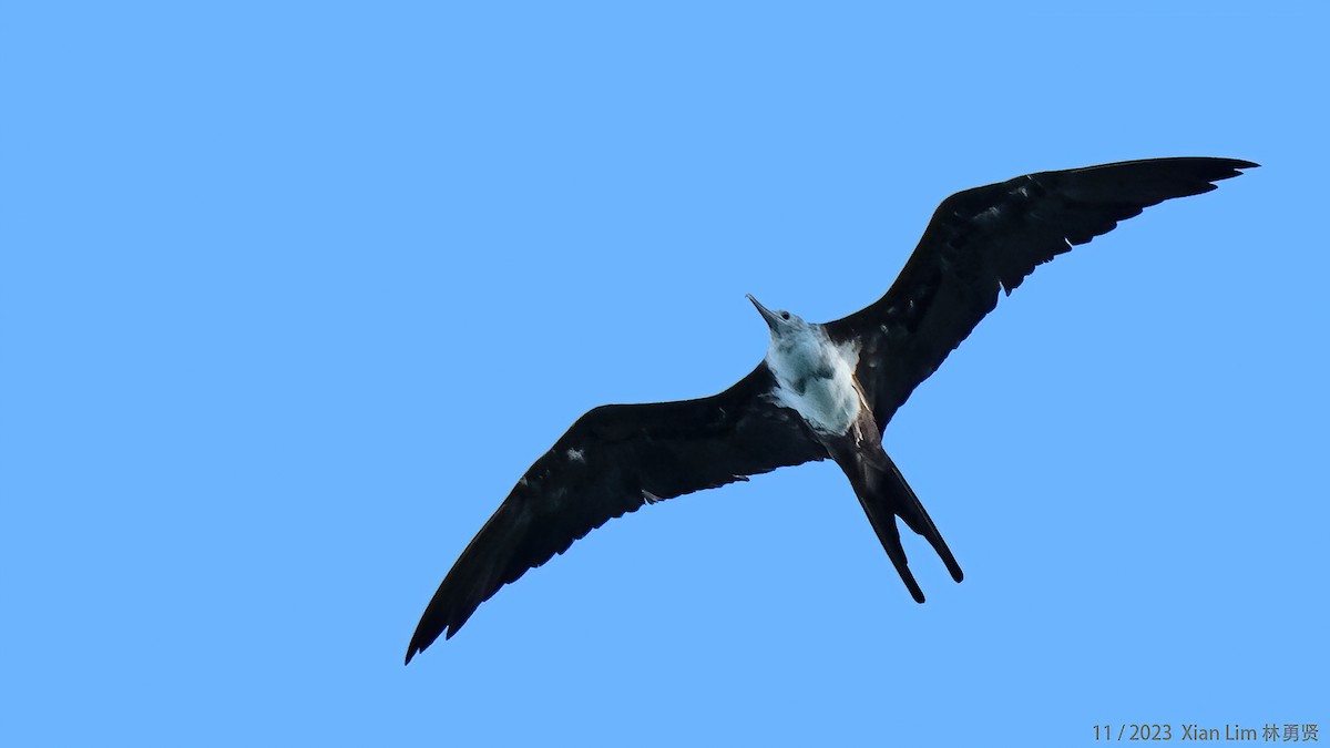 Lesser Frigatebird - ML621667934