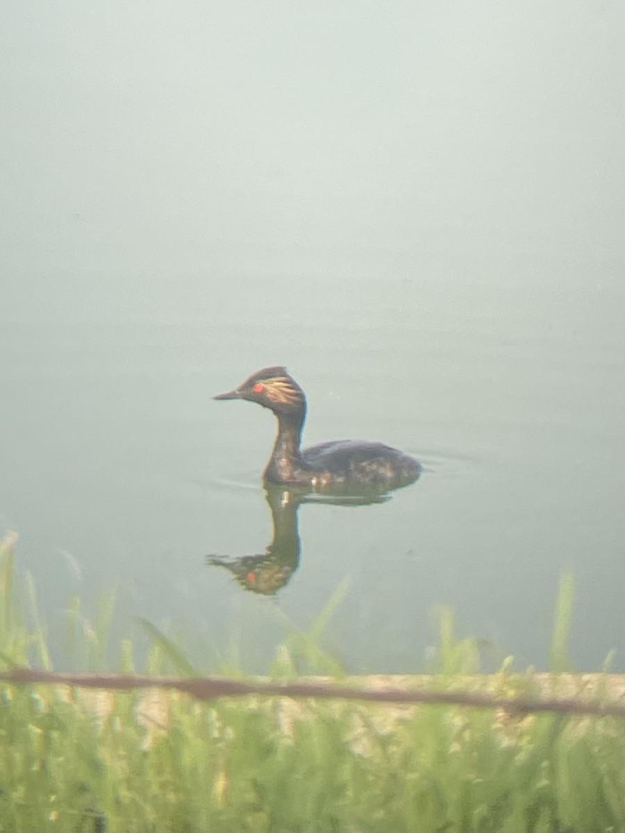 Eared Grebe - ML621667950