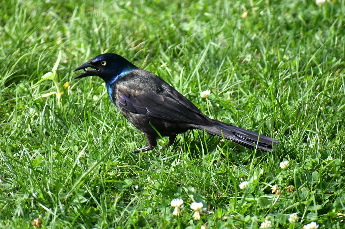Common Grackle - ML621667959