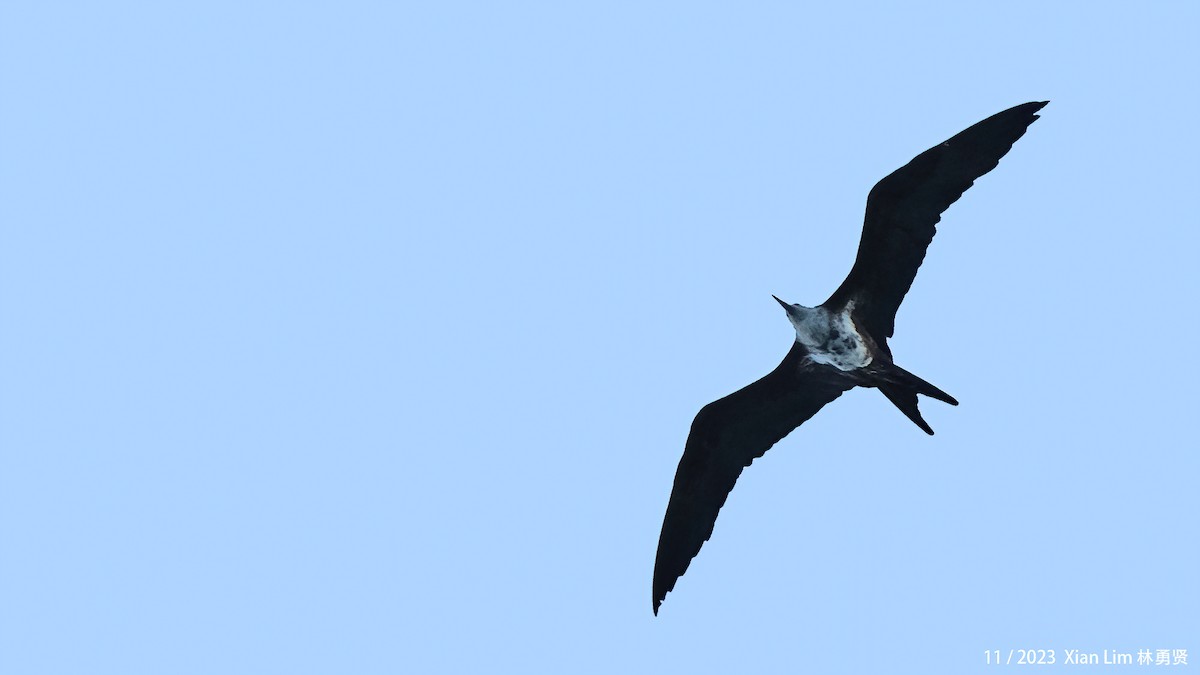 Lesser Frigatebird - ML621667984