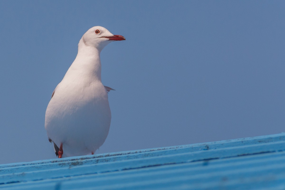 Gaviota Plateada Surafricana - ML621667989