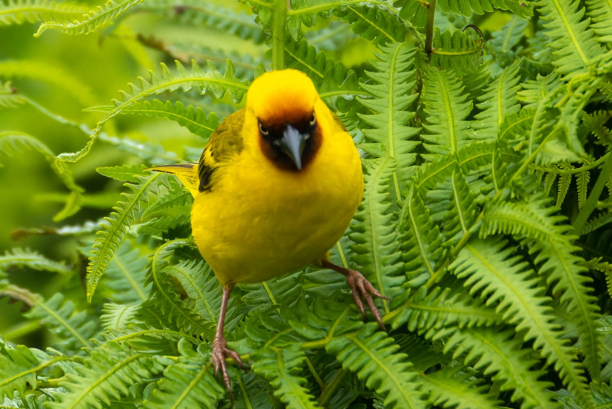 Northern Brown-throated Weaver - Gavin McKinnon