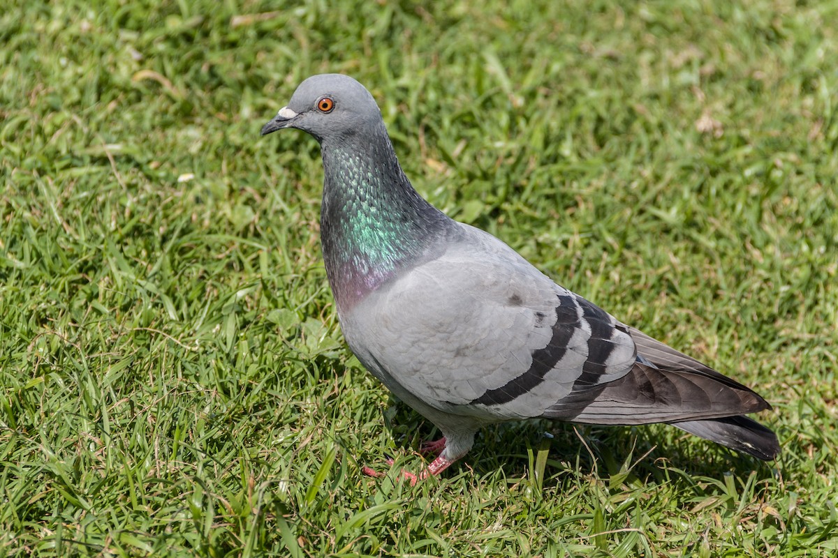 Rock Pigeon (Feral Pigeon) - ML621667992