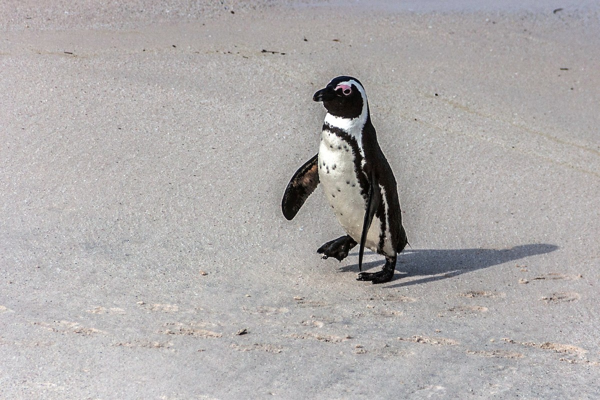 African Penguin - ML621667996