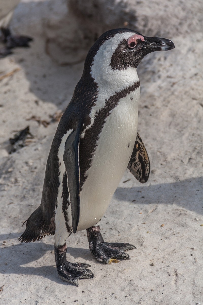 African Penguin - ML621667998