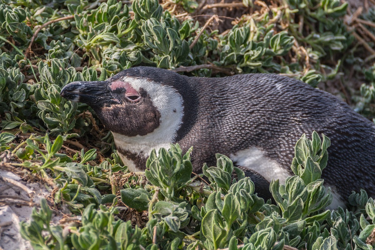 Pingüino de El Cabo - ML621667999