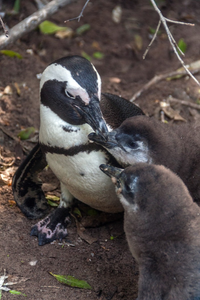 Pingüino de El Cabo - ML621668000