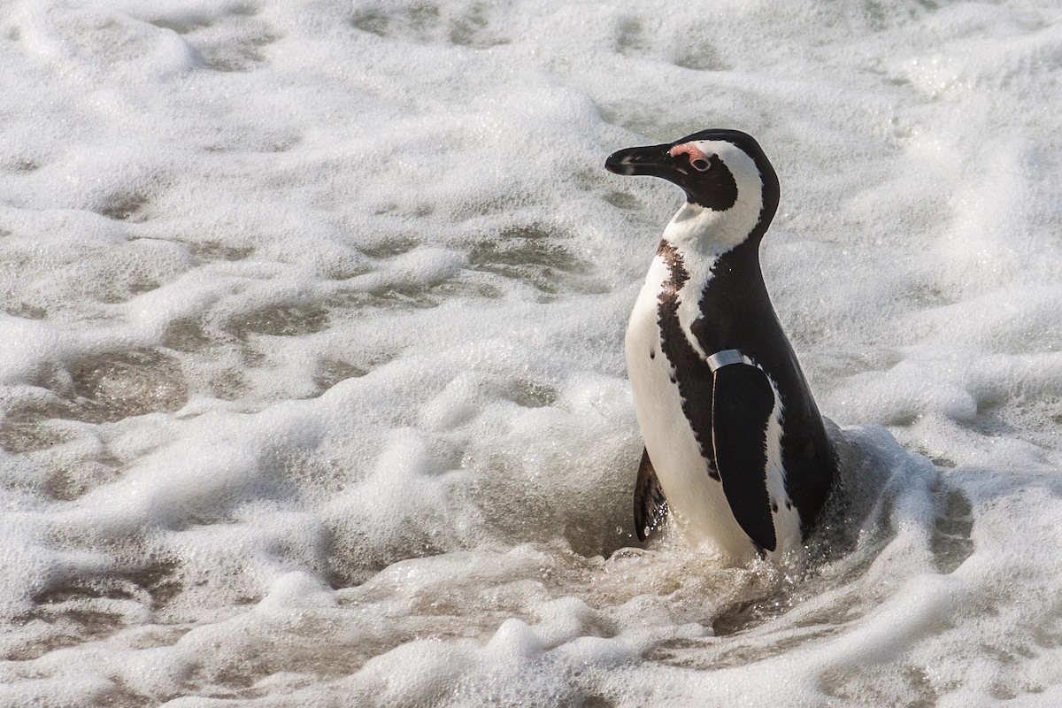 Pingüino de El Cabo - ML621668001