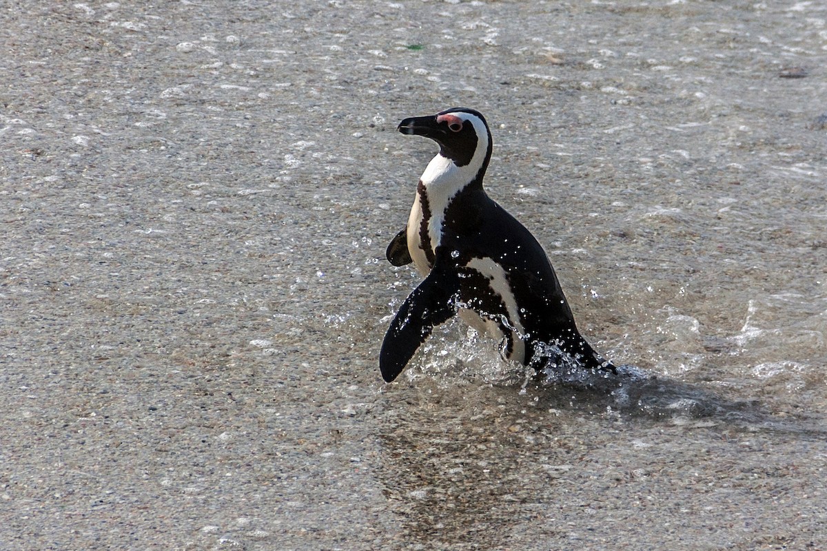 Pingüino de El Cabo - ML621668002
