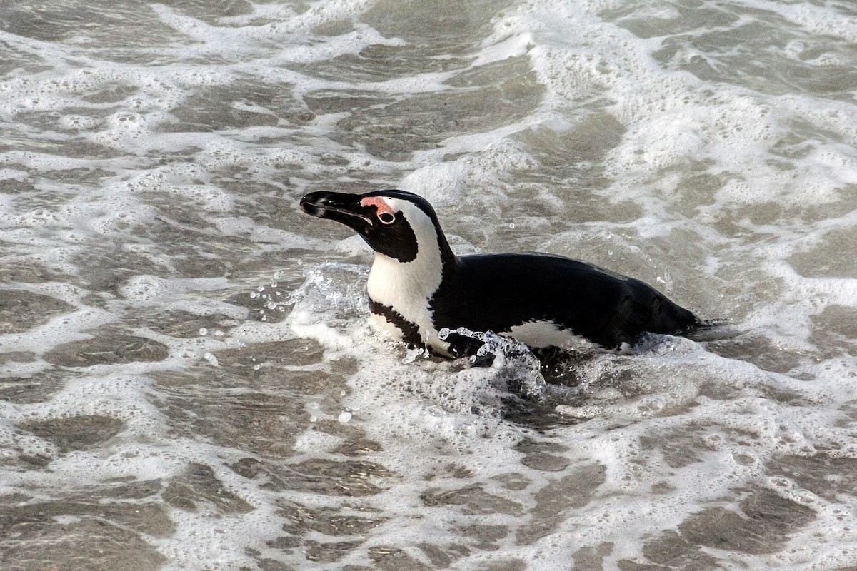 Pingüino de El Cabo - ML621668003