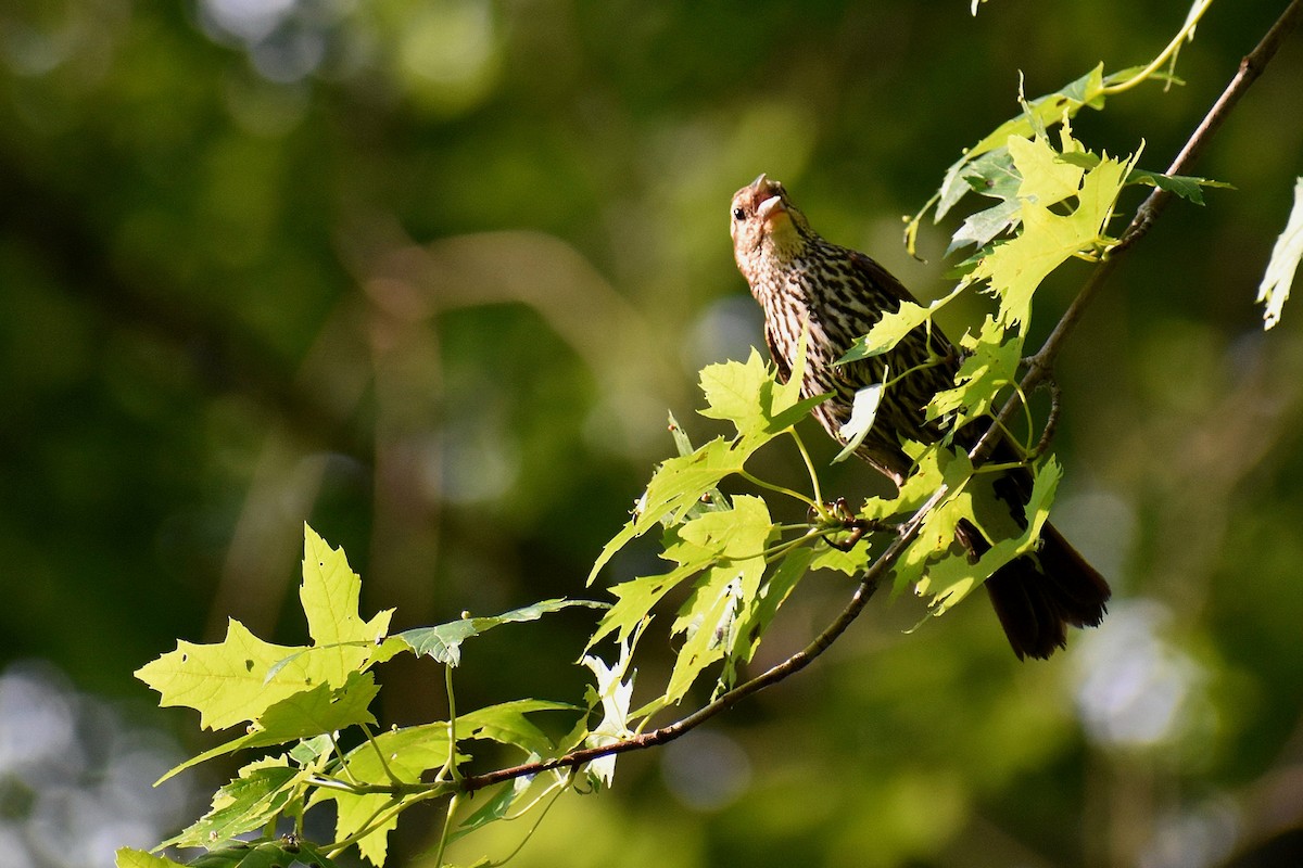 Red-winged Blackbird - ML621668016