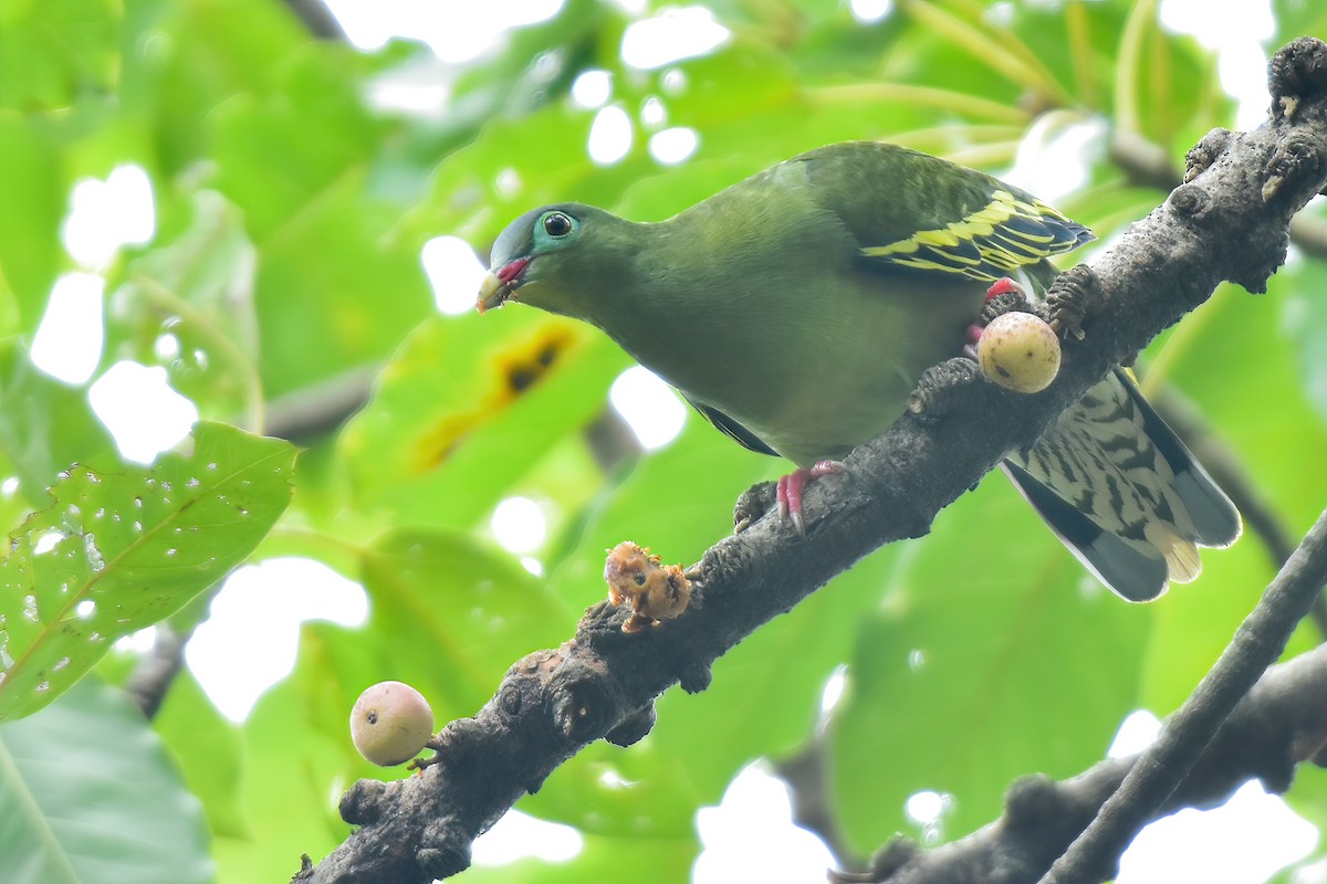 Thick-billed Green-Pigeon - ML621668028