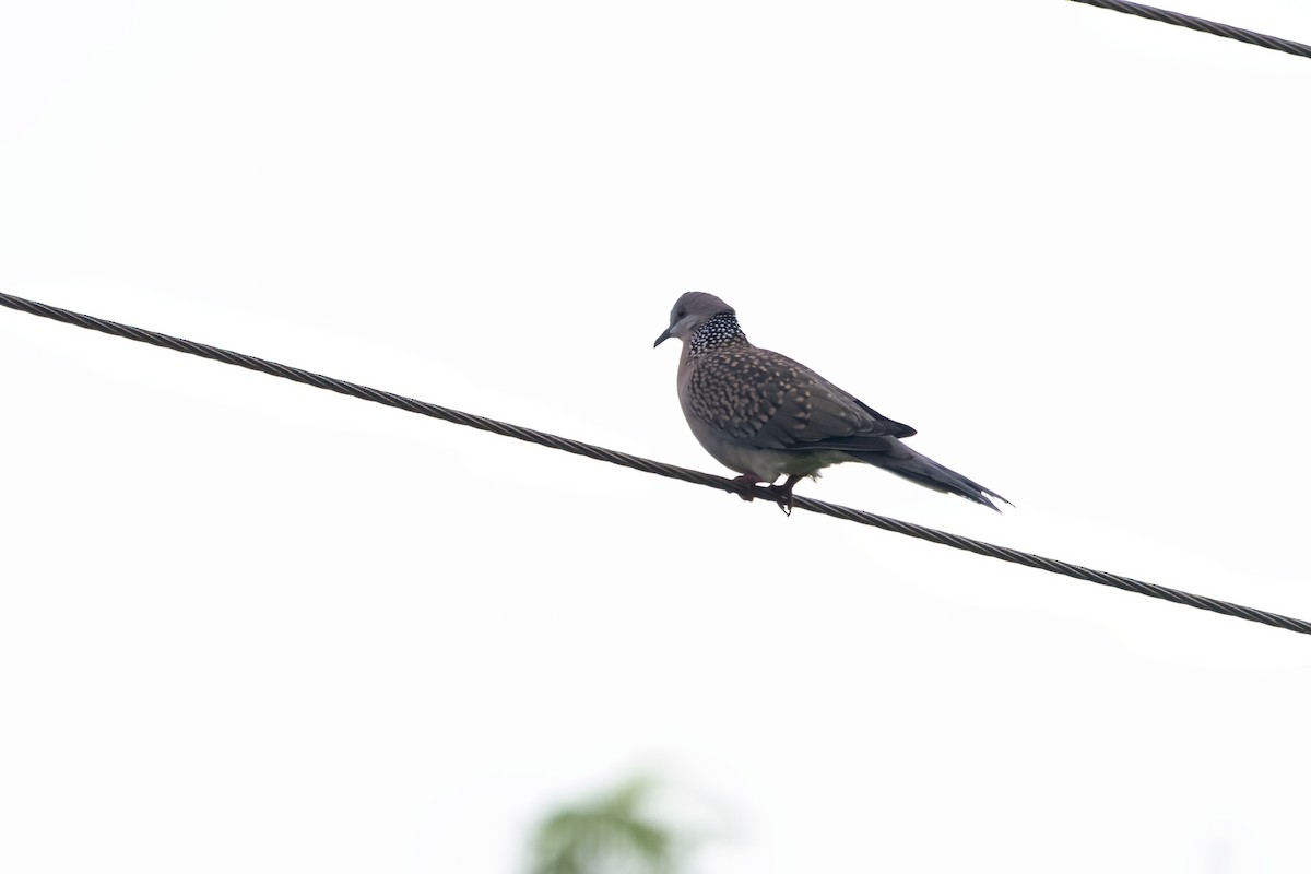 Spotted Dove - ML621668111