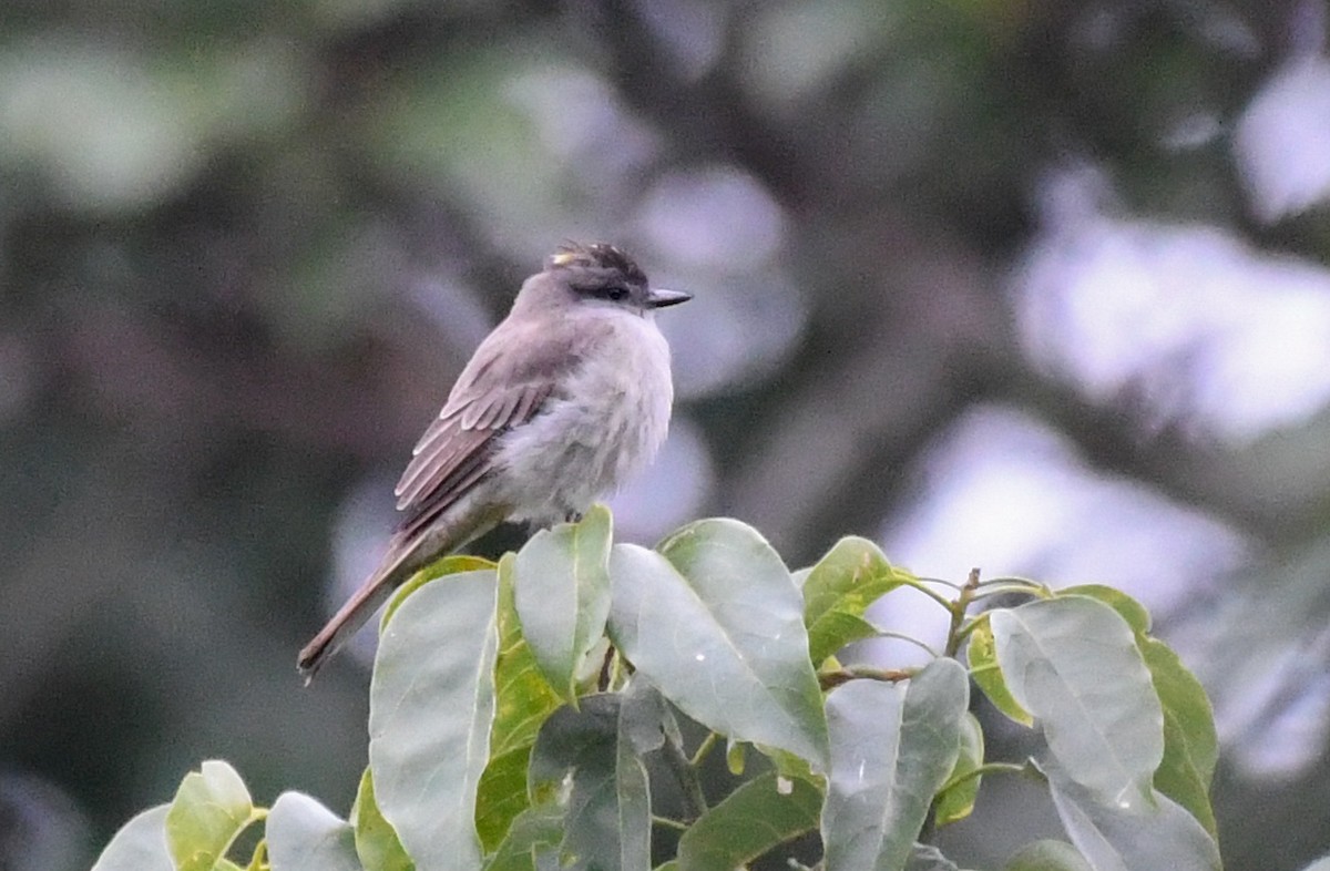 Crowned Slaty Flycatcher - Kenta Togo