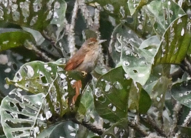 Speckled Spinetail - ML621668171