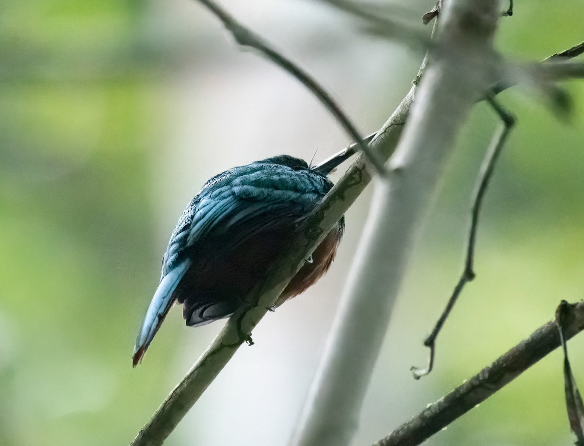 Bluish-fronted Jacamar - ML621668209