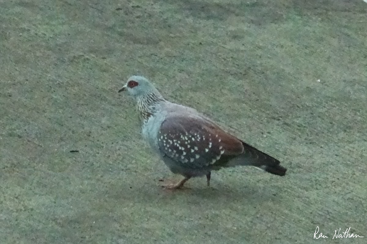 Speckled Pigeon - ML621668211