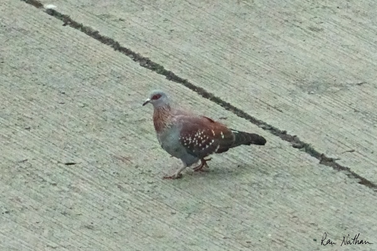 Speckled Pigeon - ML621668212