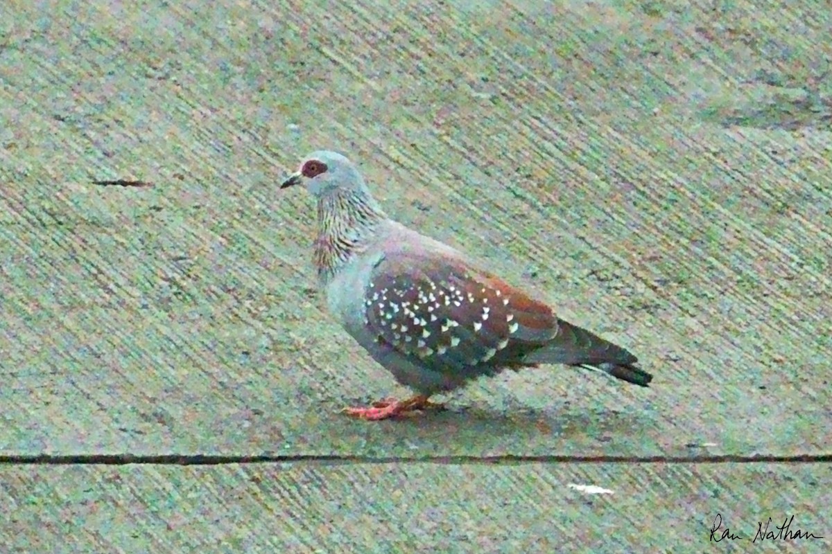 Speckled Pigeon - ML621668213
