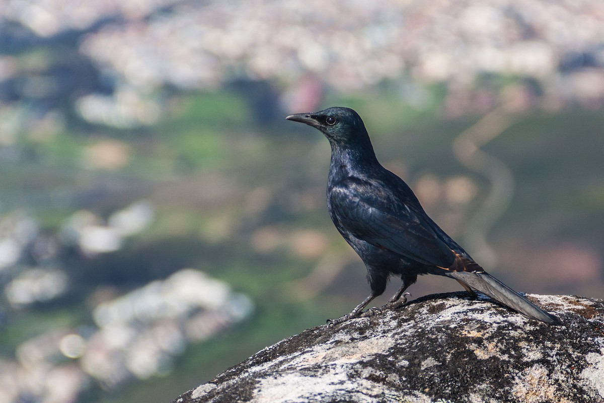 Pale-winged Starling - ML621668235