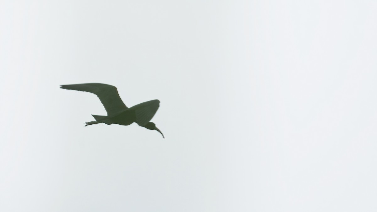 ibis hnědý - ML621668460