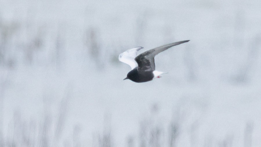 White-winged Tern - ML621668461