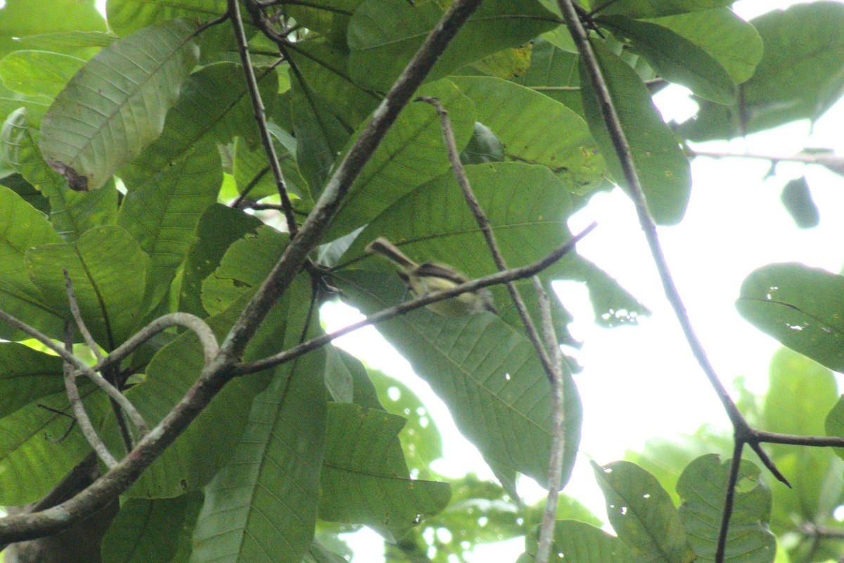 Yellow-green Tyrannulet - ML621668476