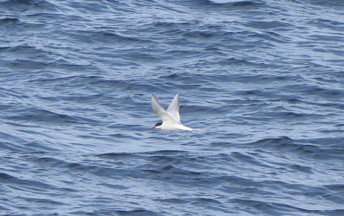 Arctic Tern - ML621668477