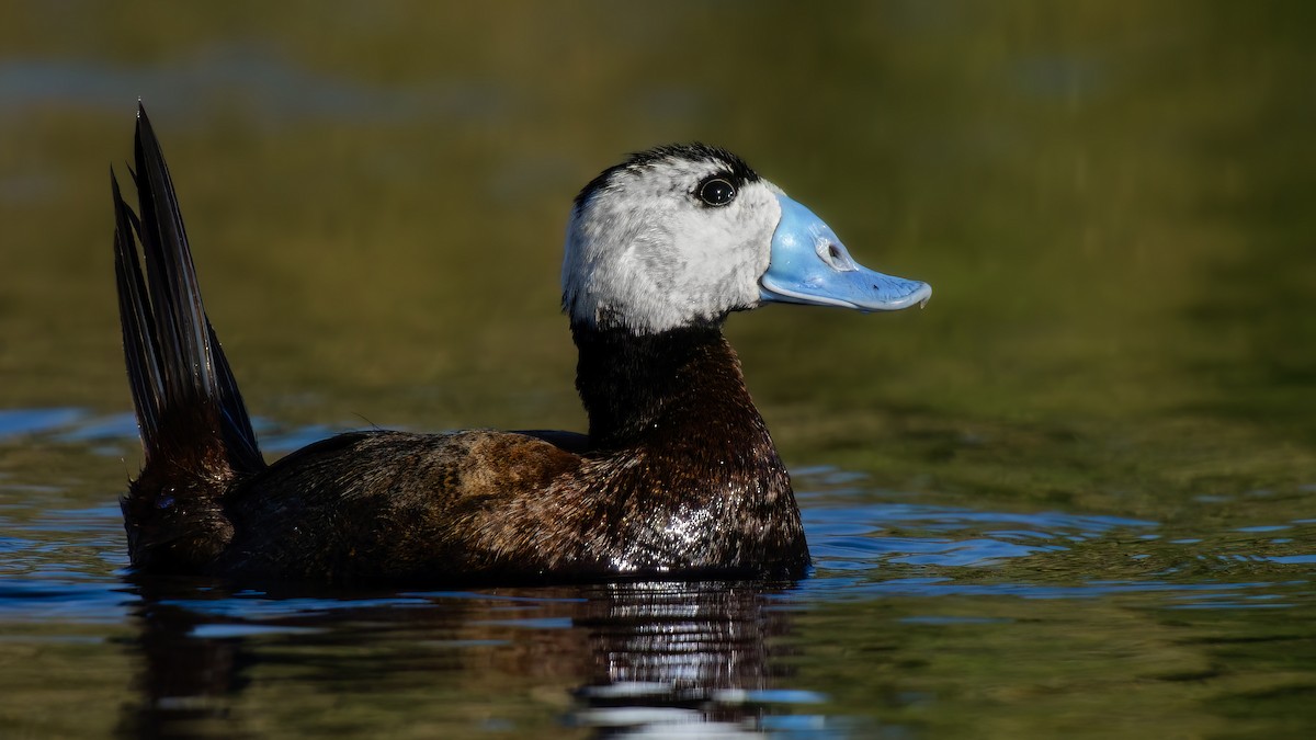 White-headed Duck - ML621668524