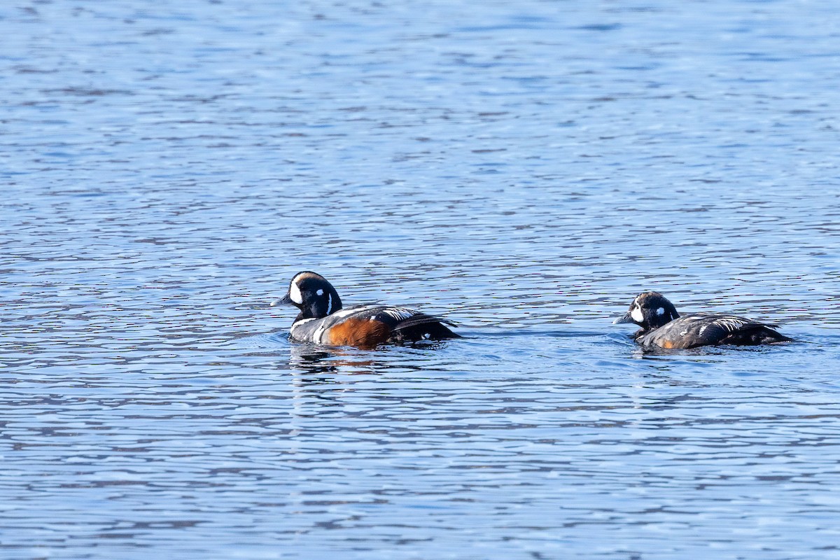 Harlequin Duck - ML621668537