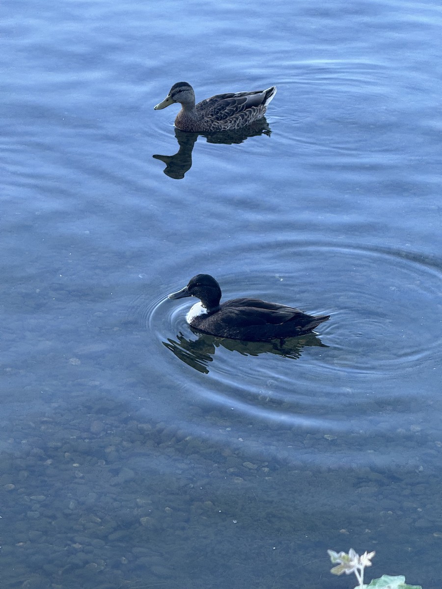 Mallard (Domestic type) - ML621668603