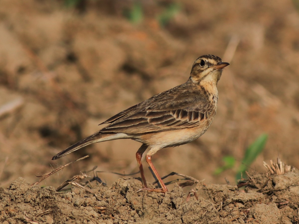 Paddyfield Pipit - ML621668615