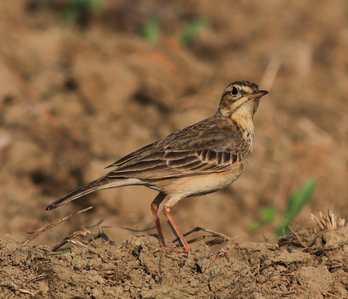 Paddyfield Pipit - ML621668617