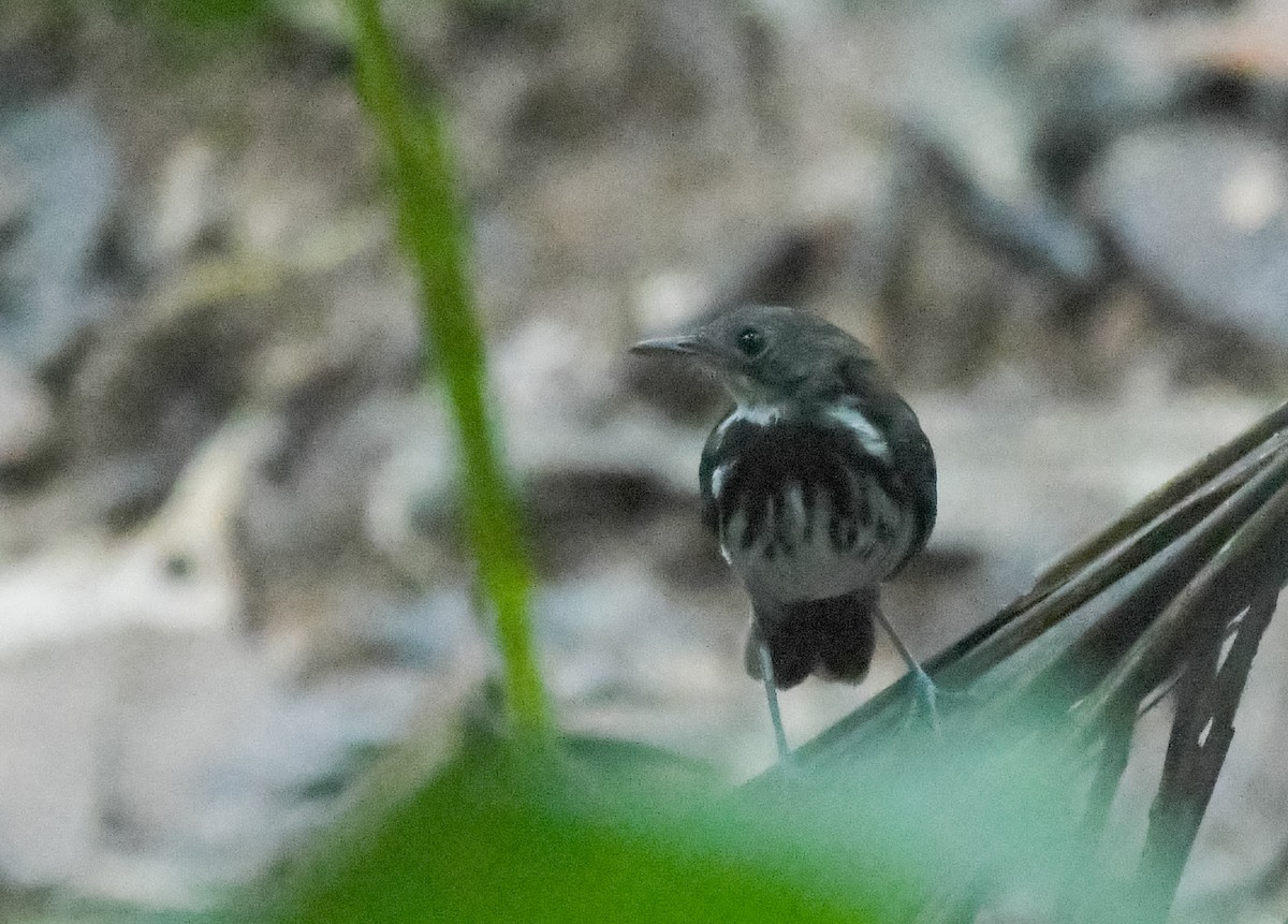 Corythopis à collier - ML621668620