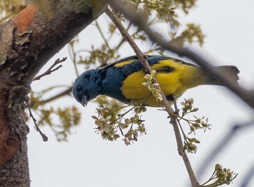 Turquoise Tanager - Kenta Togo